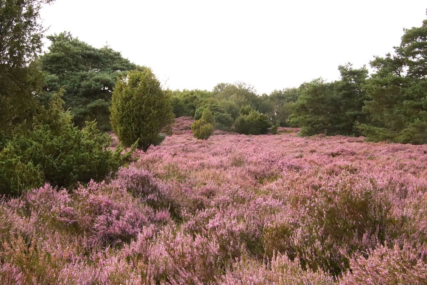 Heideveld Drenthe