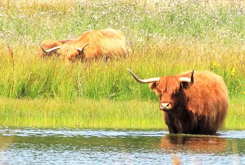 camping Midden-Drenthe